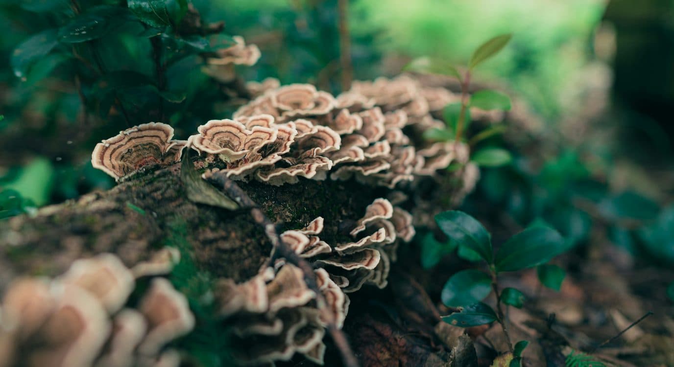 Mushrooms Used to Clean E. Coli from Rivers and Immediately Implemented in England