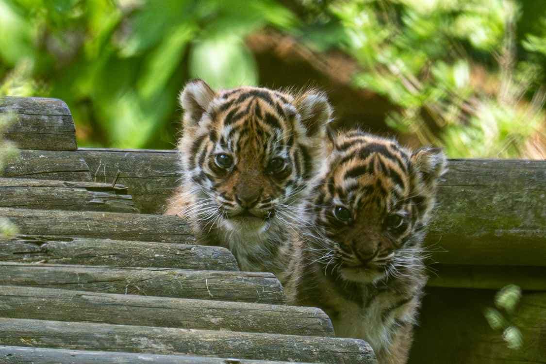 Sumatran Tiger Cubs Born in the UK Is Huge Win–with Only 400 Left in Wild