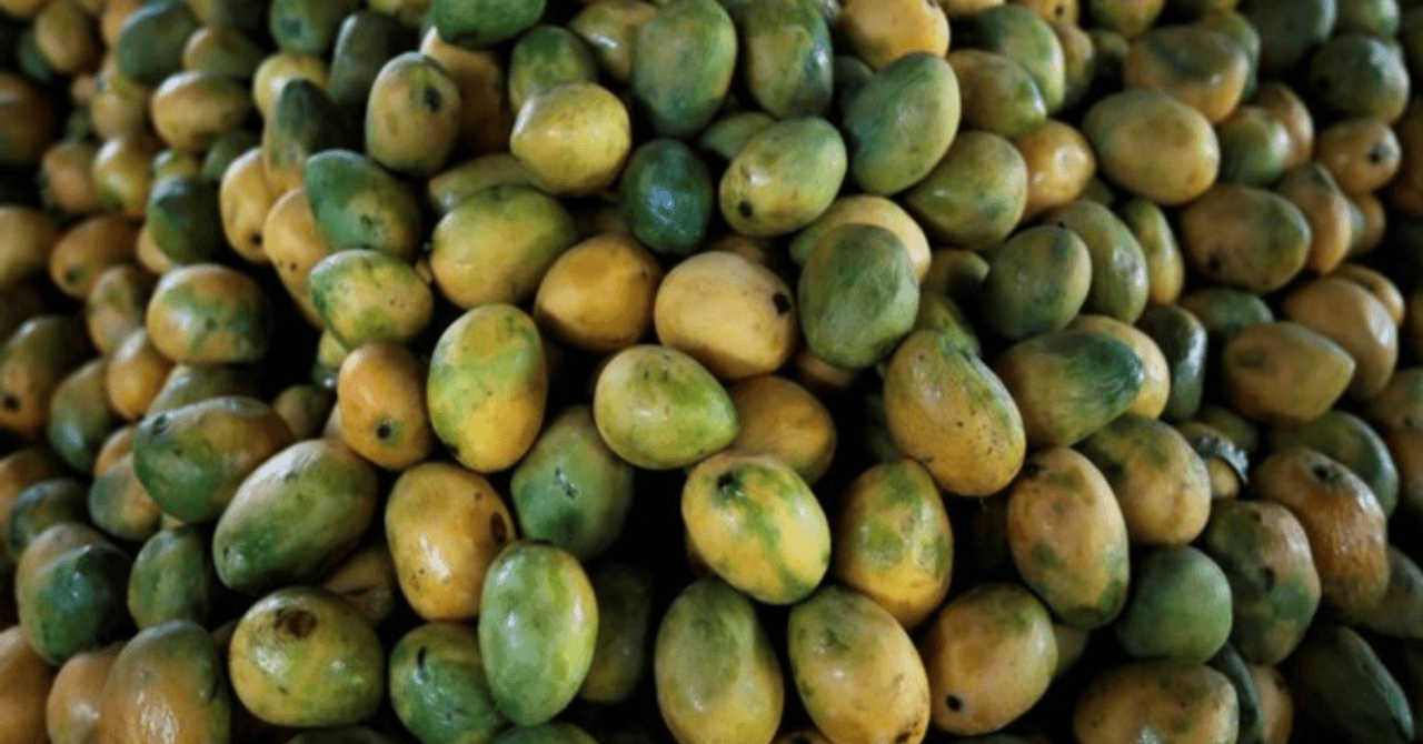 This Rare Bihar Mango Travels to the President Every Year