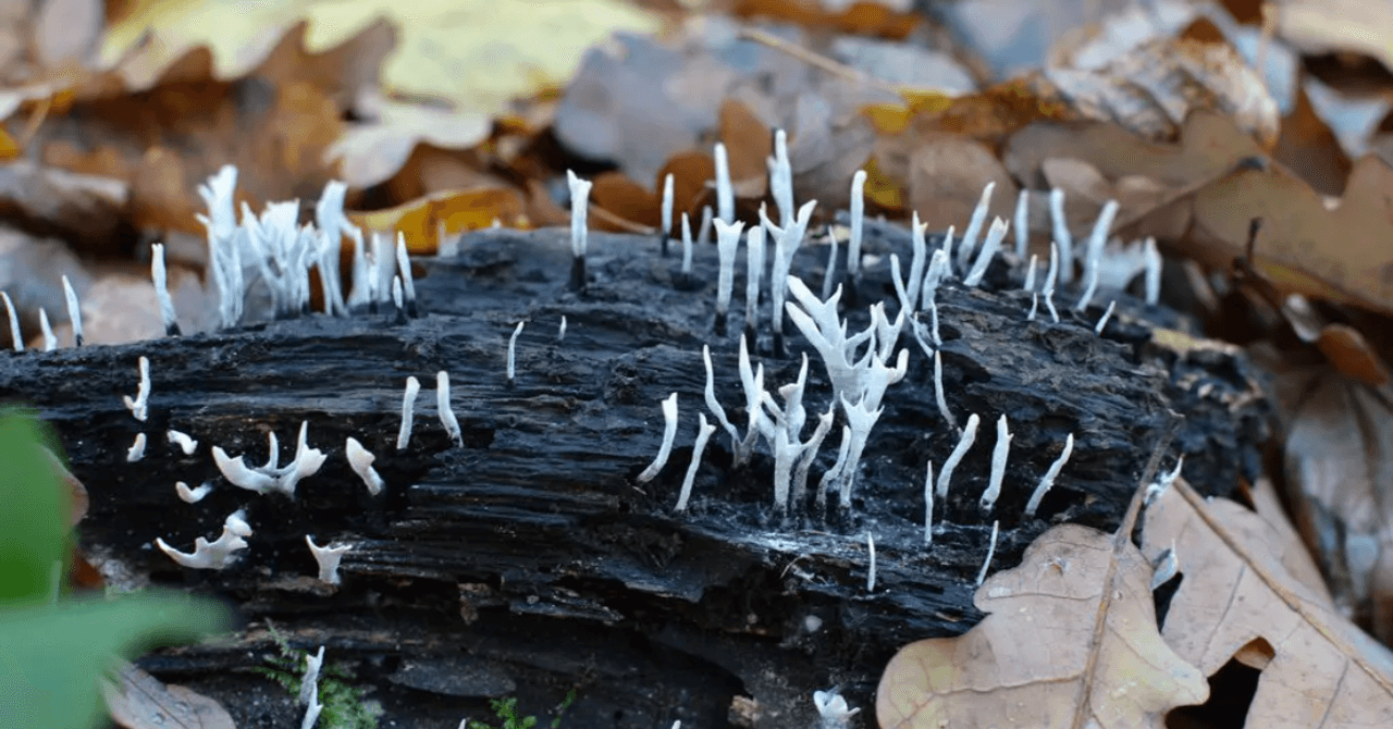 India Has 1,500 Known Cave Systems. Their Hidden Fungi Could Hold Clues for Medicine and Space Exploration