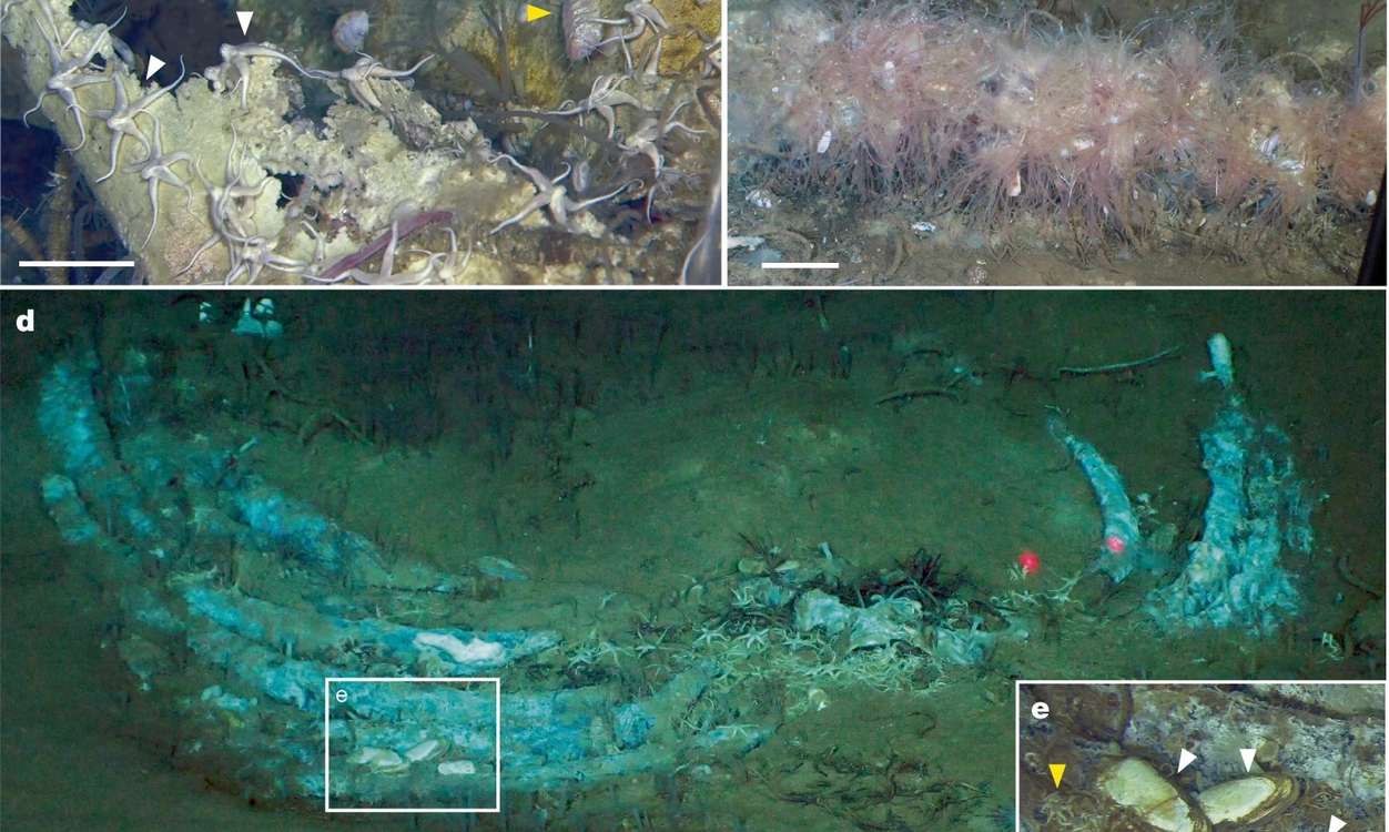 World’s Largest ‘Whale Graveyard’ Teems with Deep-Sea Life Including Species Unknown to Science