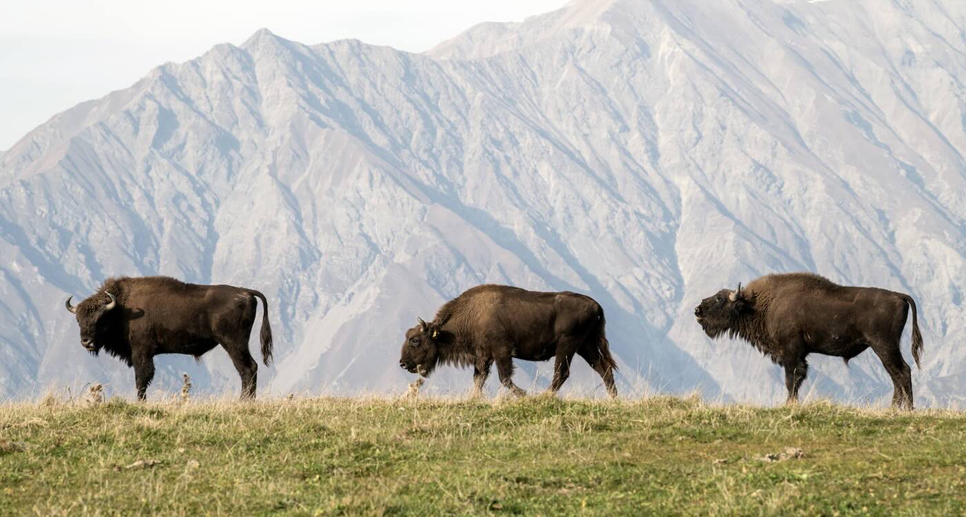 From One Surviving Male Bison, Azerbaijan Now Has 25 Calves Born Wild in 7-Year Success Story